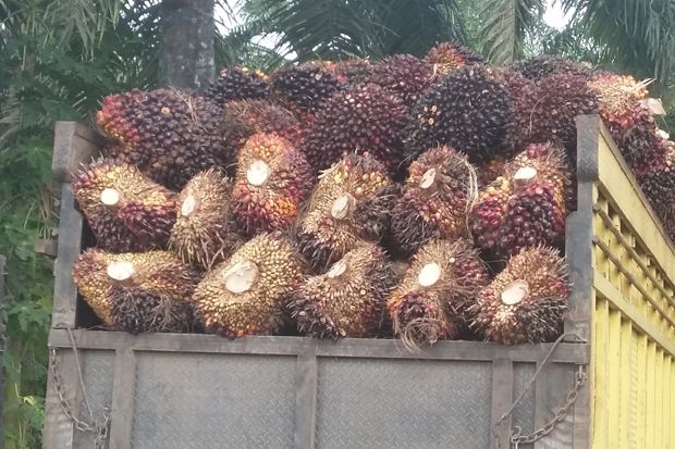 Peran Perkebunan Sawit...