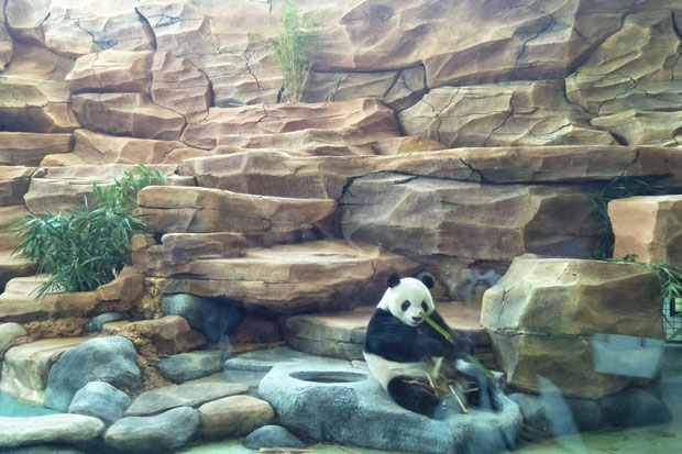 Karantina Usai, Panda...