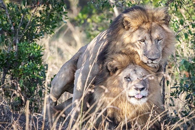 Gay Lions Seen in Kenya...