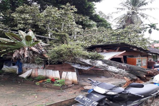 Pohon Timpa Rumah Warga...