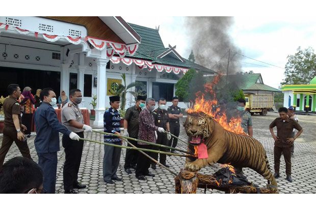 Harimau Sumatera Dibakar...