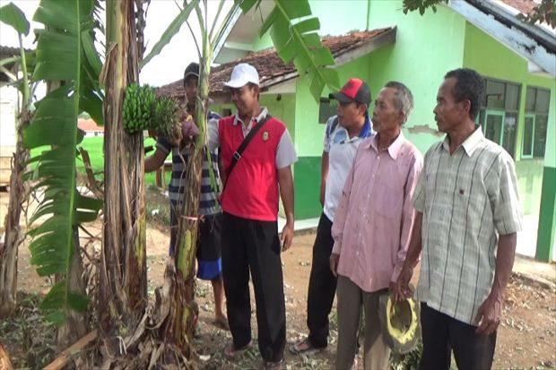 Unik, Pohon Pisang Ini...