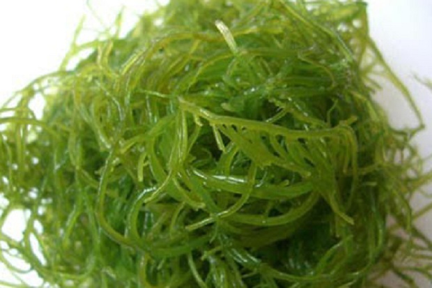 4 Manfaat Rumput Laut...
