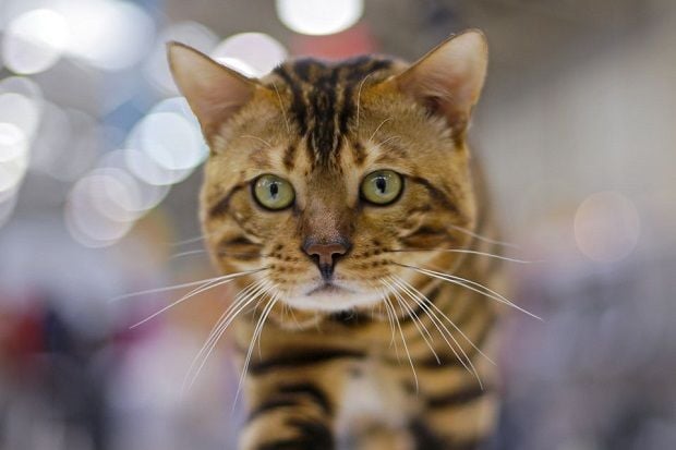 Kucing Jadi Tersangka...