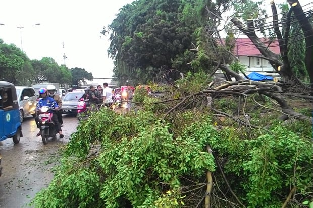Penopingan Pohon, Kasudin...