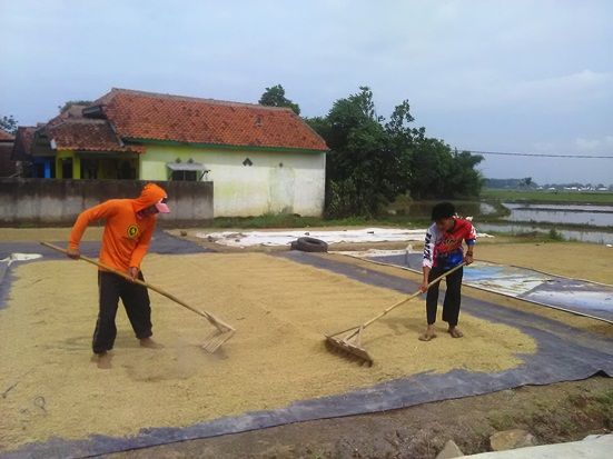 Harga Serapan Beras...