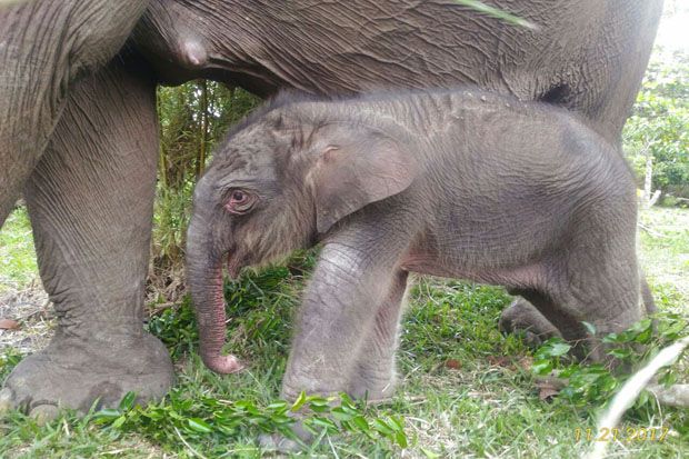 Bayi Gajah Seberat 156...