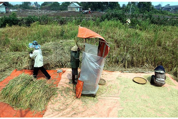 Target Produksi Padi...