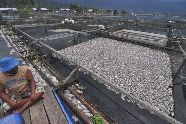 100 Ton Ikan Mati di...