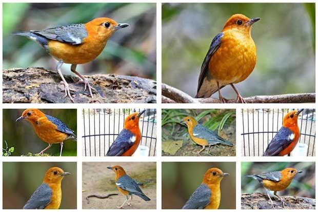 Burung di Sleman Terancam...