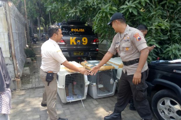 Tiga Ekor Anjing K-9...