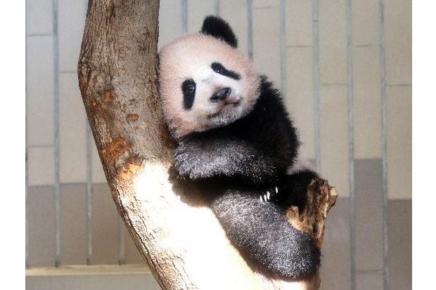 Anak Panda Bertemu Media...
