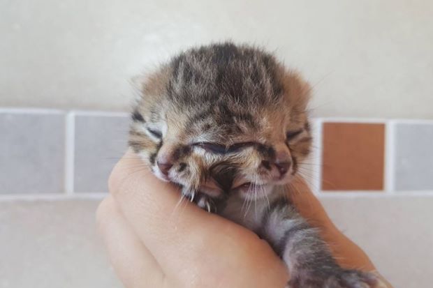 Anak Kucing Berwajah...