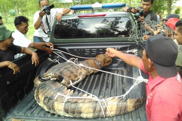 Buaya Sepanjang 3 Meter...