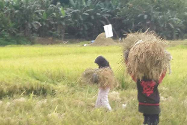 Tutup Tahun, Petani...