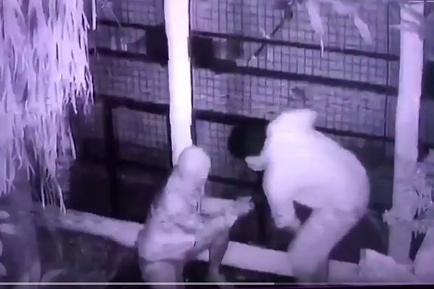 Komplotan Pencuri Burung...