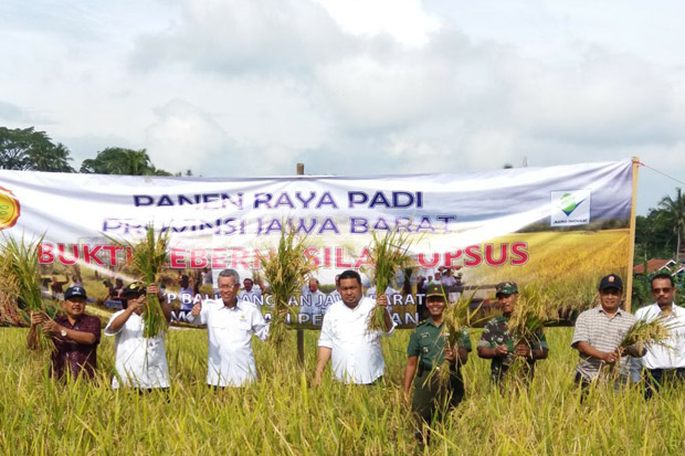 Panen di Majalengka,...