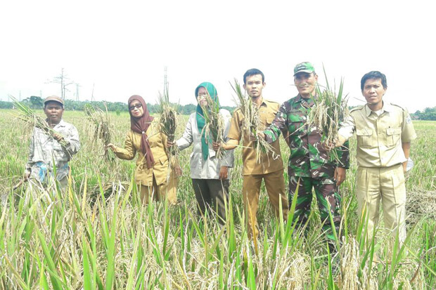 Panen Raya, Stok Padi...