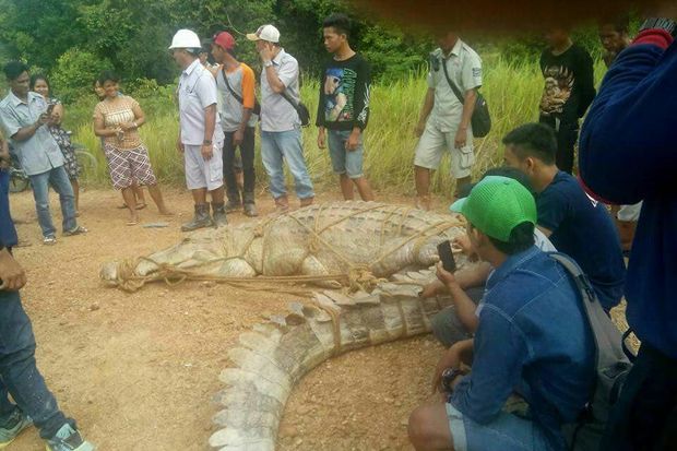 Heboh Penemuan Buaya...