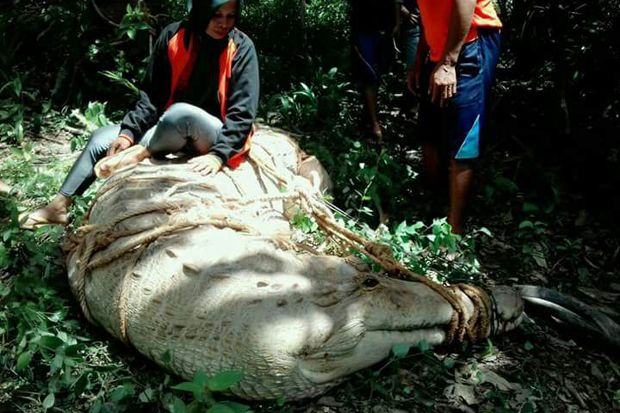 Buaya Raksasa Akhirnya...
