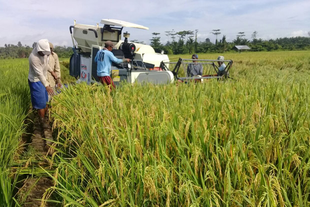 Petani Halmahera Utara...
