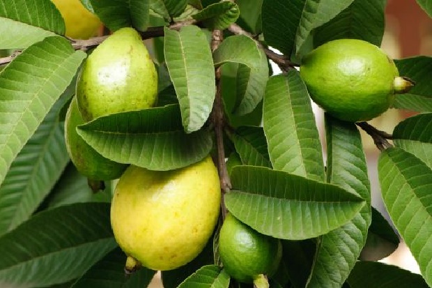 Daun Jambu Biji Bisa...