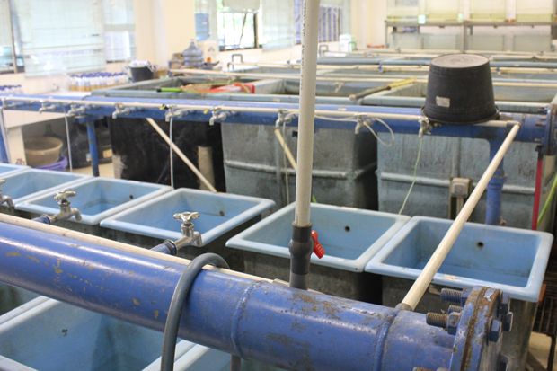 UGM Siap Panen Ikan...
