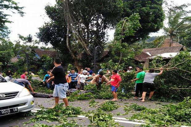 Tertimpa Pohon Tumbang,...