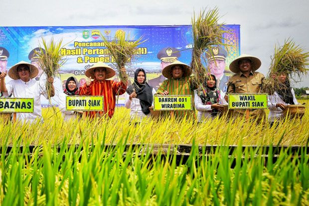 Padi Jadi Primadona...