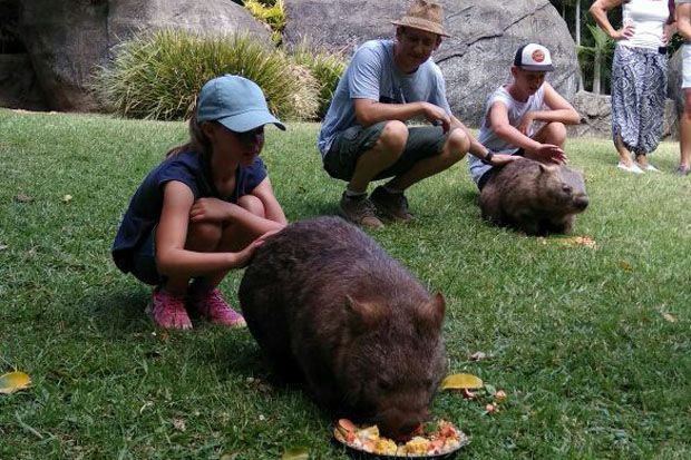 Wombat, Satwa Sejenis...