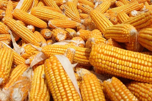 Impor Jagung Cederai...