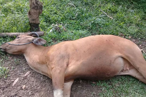 200 Ekor Sapi Mati Terjangkit...