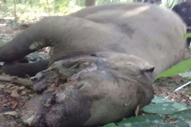 Gajah Way Kambas Ditemukan...