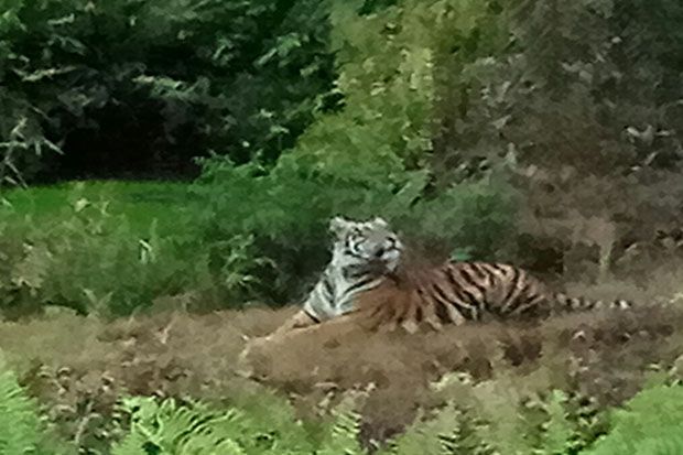 Tangkap Harimau Pemangsa...