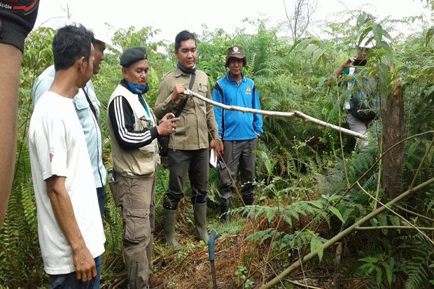 Harimau Pemangsa Manusia...