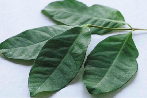3 Daun Herbal Ini Bisa...
