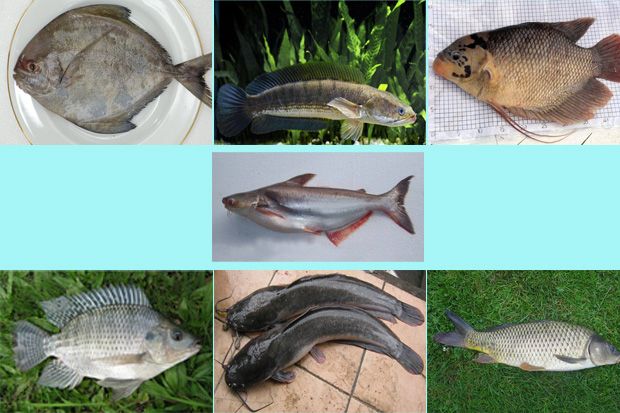 Ikan Air Tawar yang...