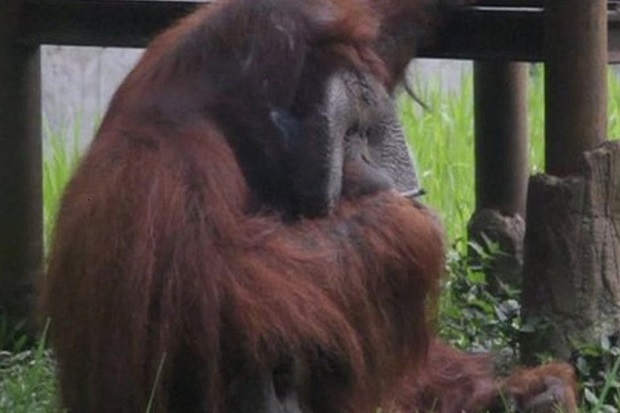Orangutan Bonbin Bandung...