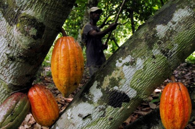 Petani Kakao Harus Berani...
