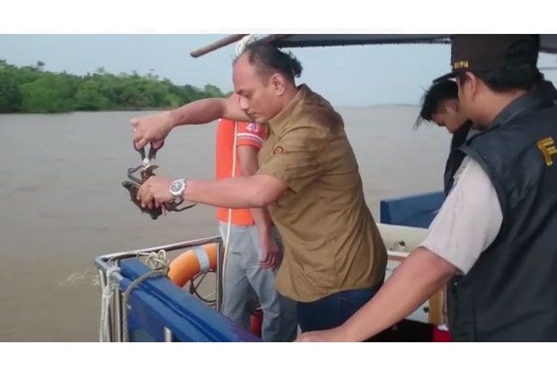 Ratusan Kepiting Bakau...