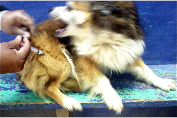 Waspadai Virus Rabies,...