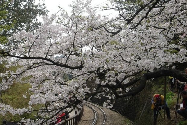 Menikmati Sakura di...