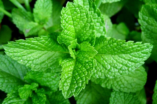 Daun Stevia, Pemanis...