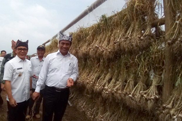 Panen Bawang Putih di...