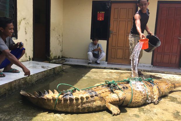 Buaya Muara Masuk Kolam...