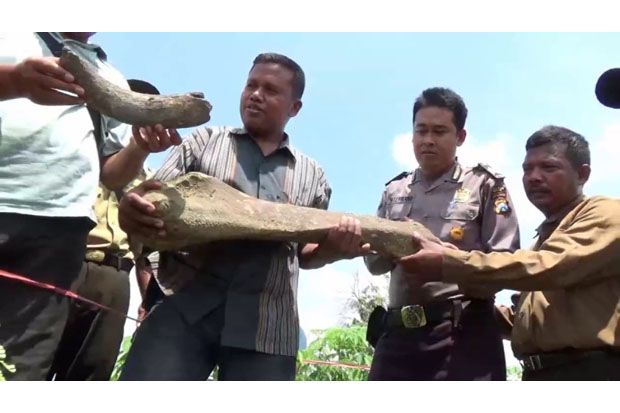 Tulang Belulang Zaman...