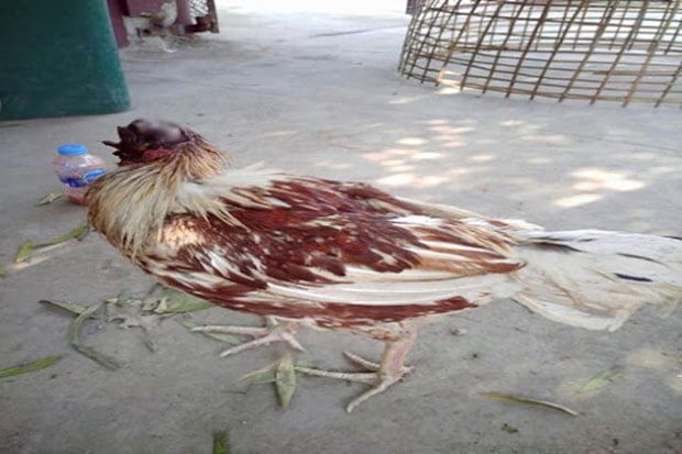 Ayam Tanpa Kepala Berkeliaran,...