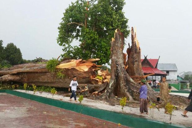 Pohon Besar dan Sakral...