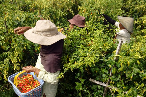 Cek Produksi Cabai,...