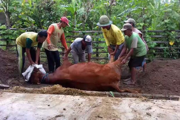 Sebulan, Tujuh Sapi...